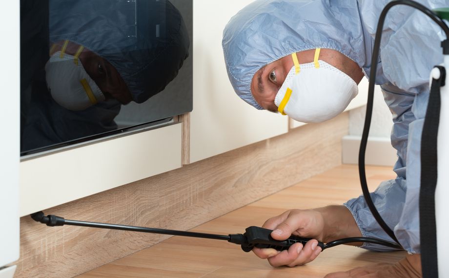 Deratizare Aparatament Satu Mare